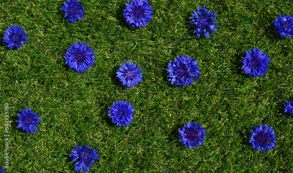 Blue flowers summer field plants on green grass