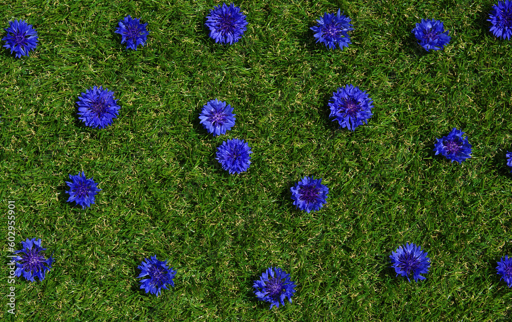 Blue flowers summer field plants on green grass