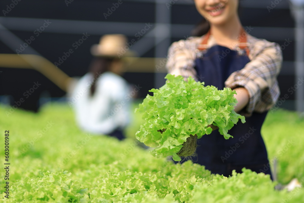 Female farmer working in a hydroponics greenhouse. Happy young woman planting and harvesting vegetab