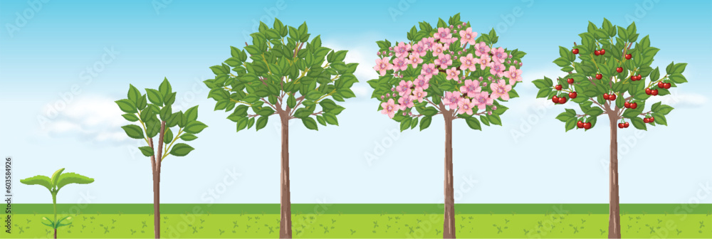 Cherry Tree Growth Stages Vector Design