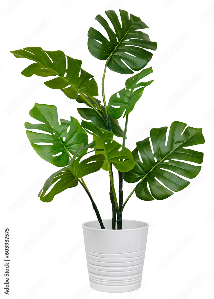 Monstera in a pot isolated. Monstera bush on a white background.