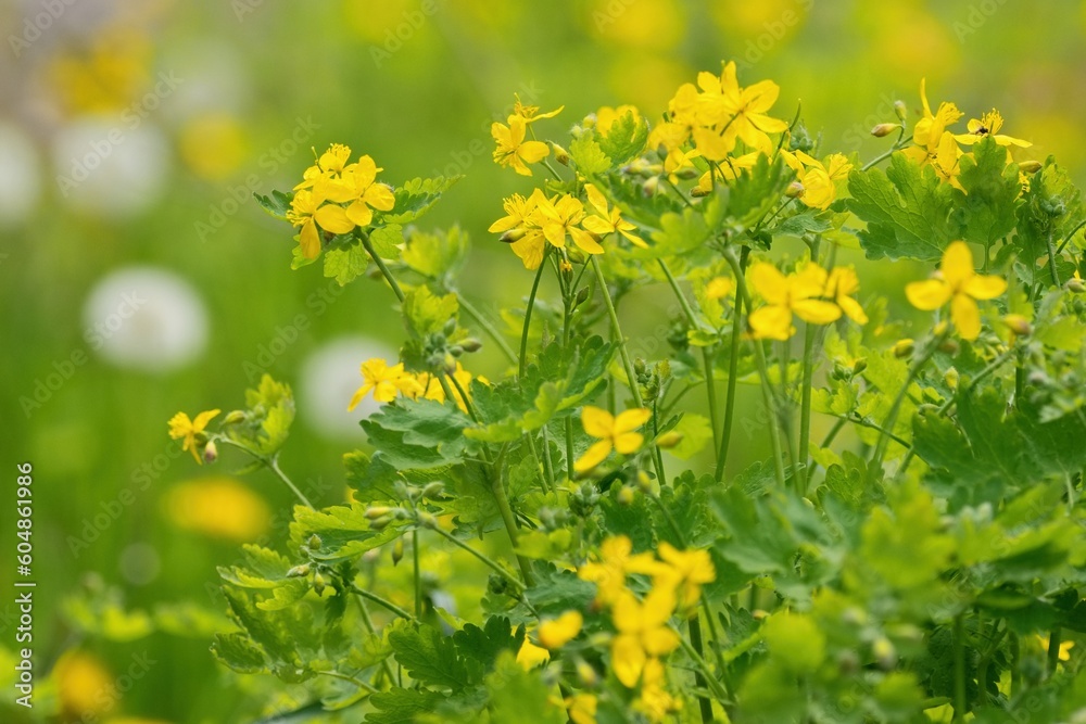 The Greater Celandine is a perennial herbaceous flowering plant (Chelidonium majus)