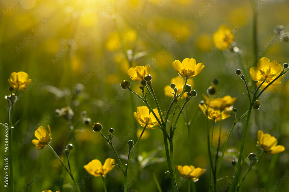 Wild yellow flower on the field