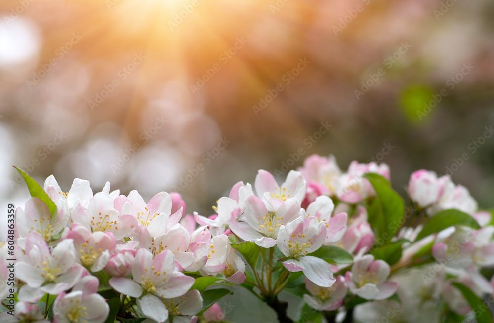 Blooming apple tree in the spring