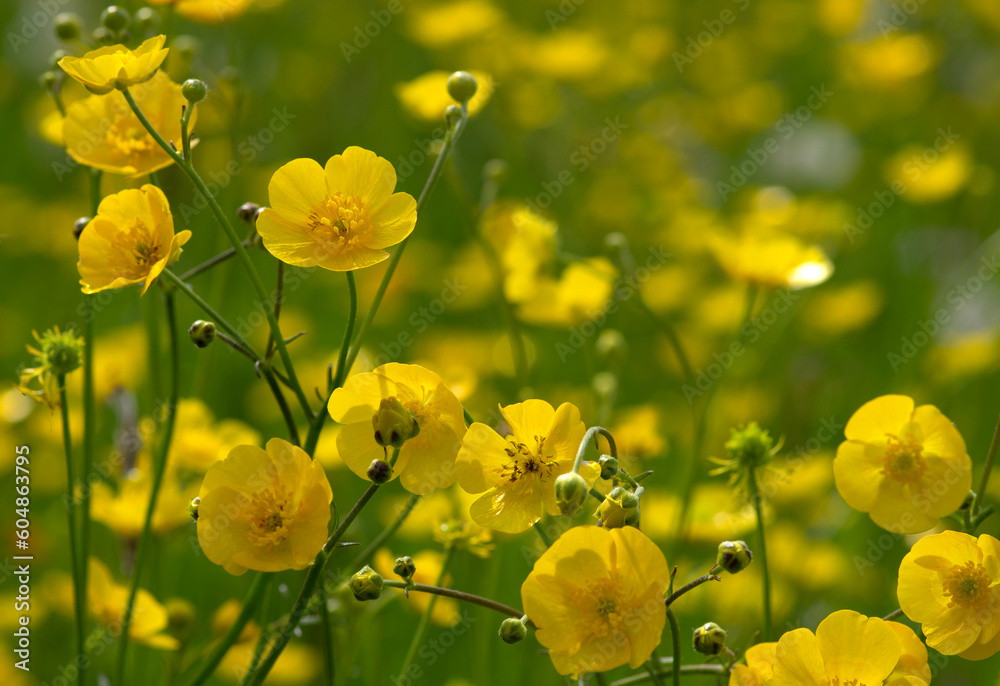 Wild yellow flower on the field