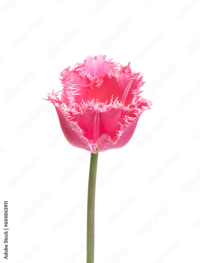 Tulip flower isolated on white