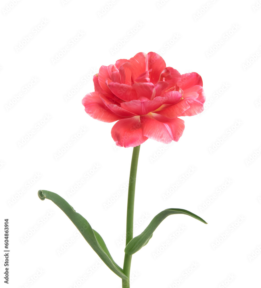 Tulip flower isolated on white