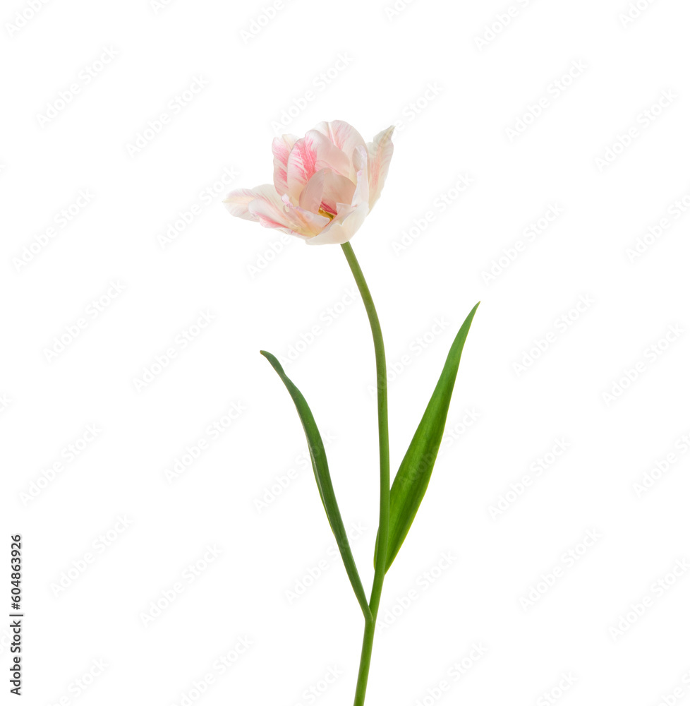 Tulip flower isolated on white