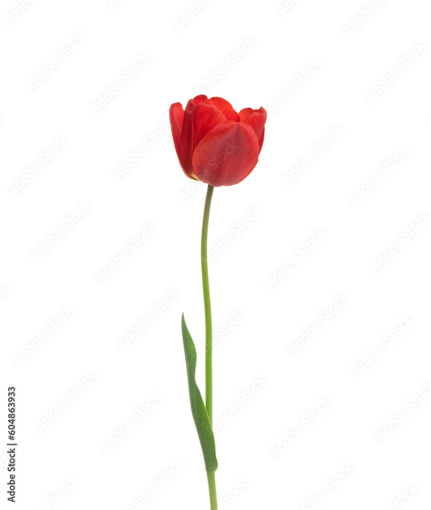 Tulip flower isolated on white