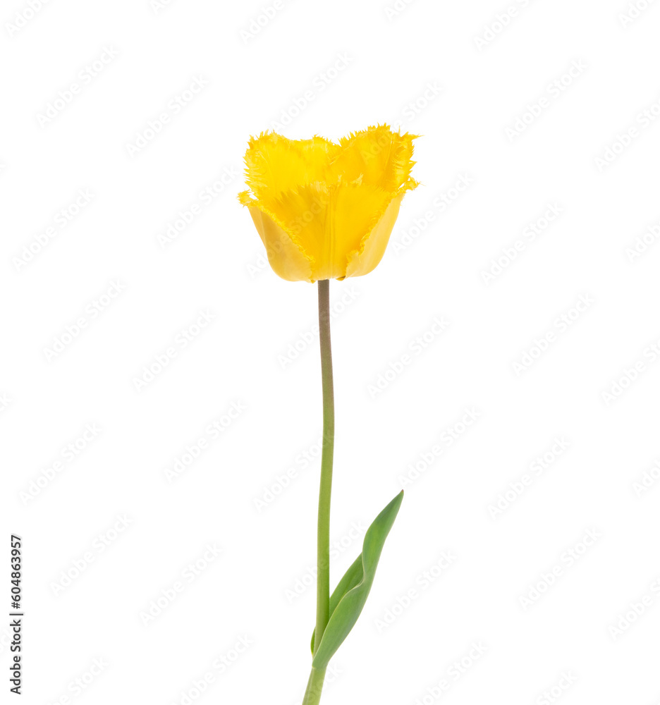 Tulip flower isolated on white