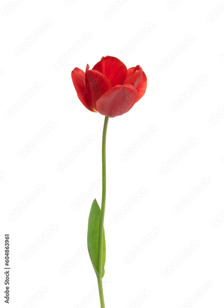 Tulip flower isolated on white