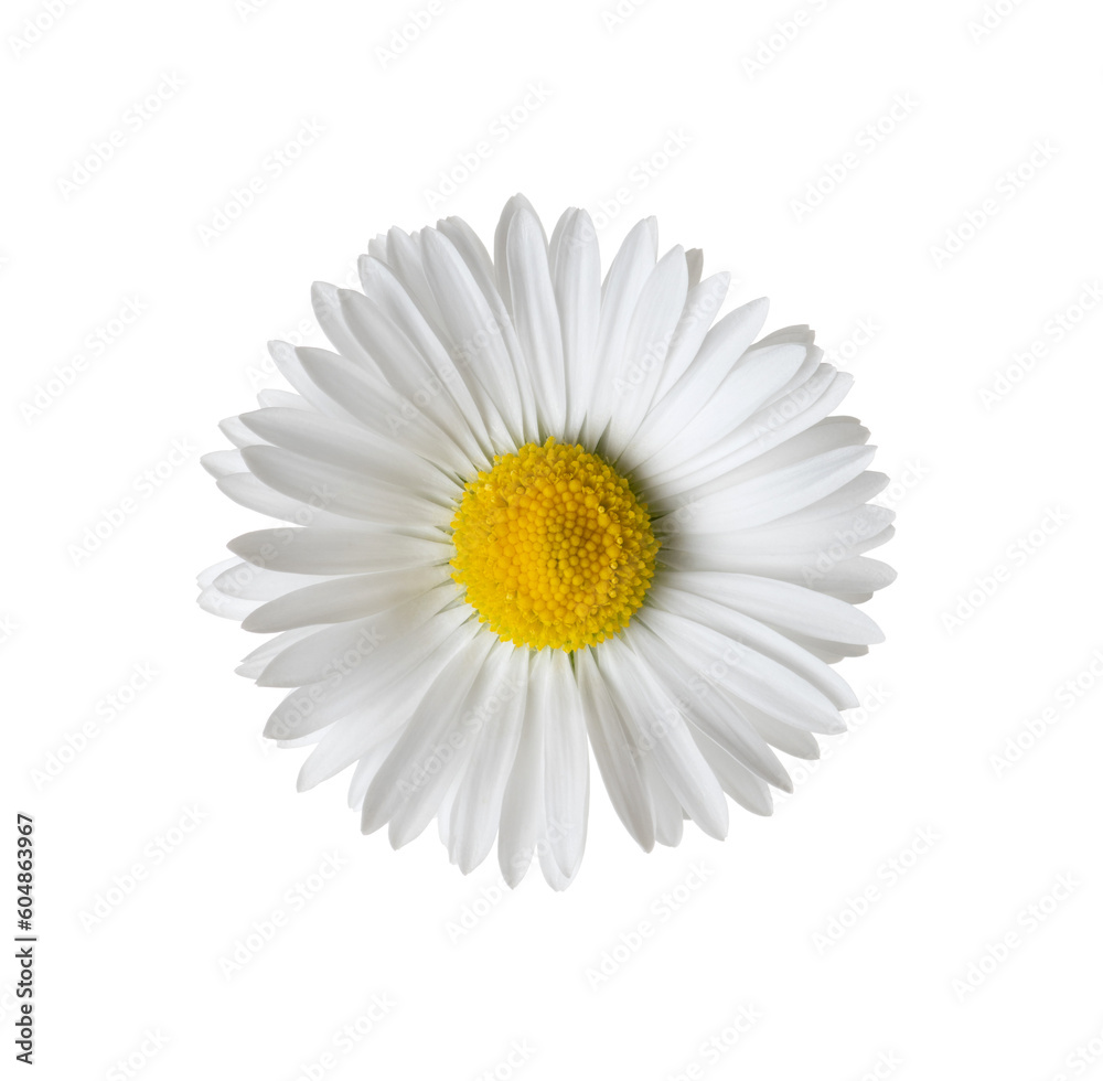 Chamomile or camomile isolated on white