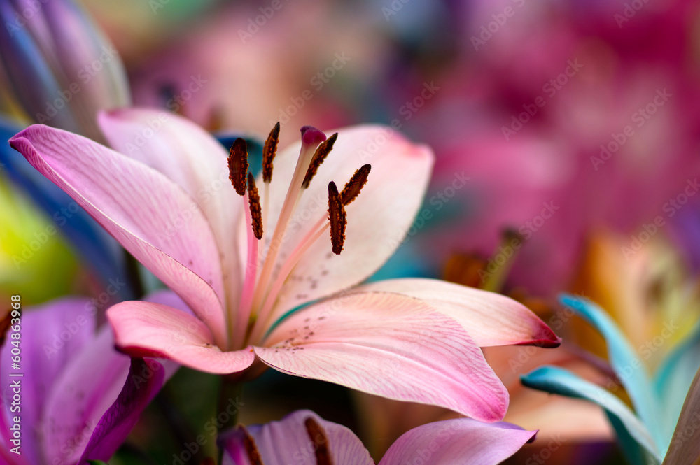 multi-colored lily close-up