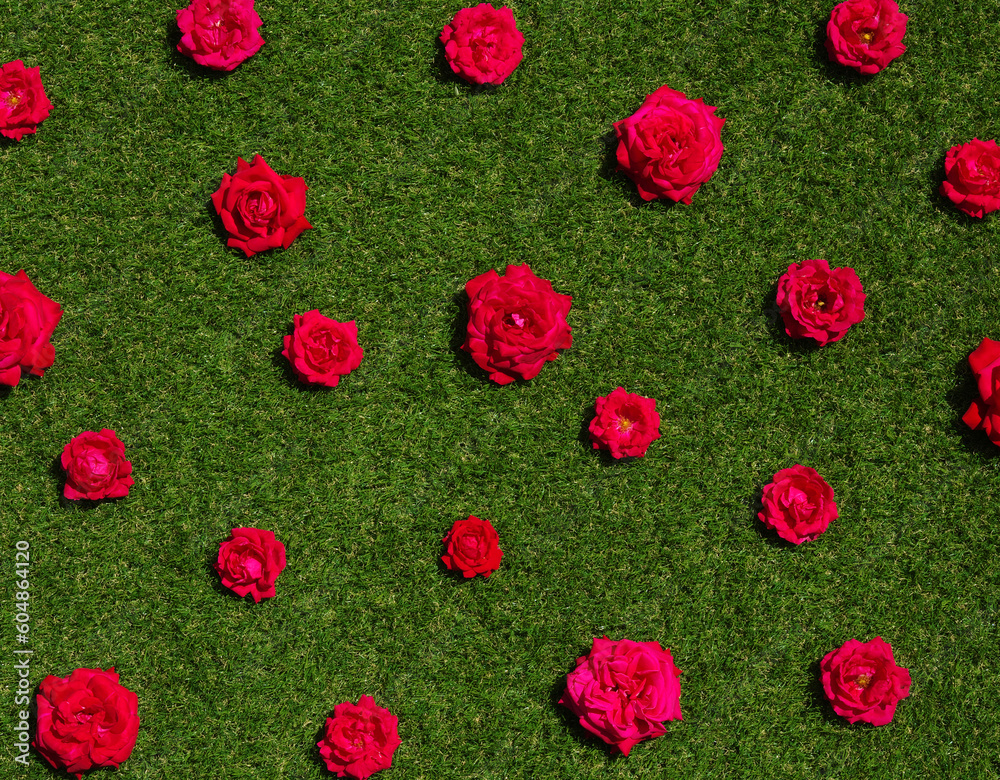 Roses flowers on green grass background.