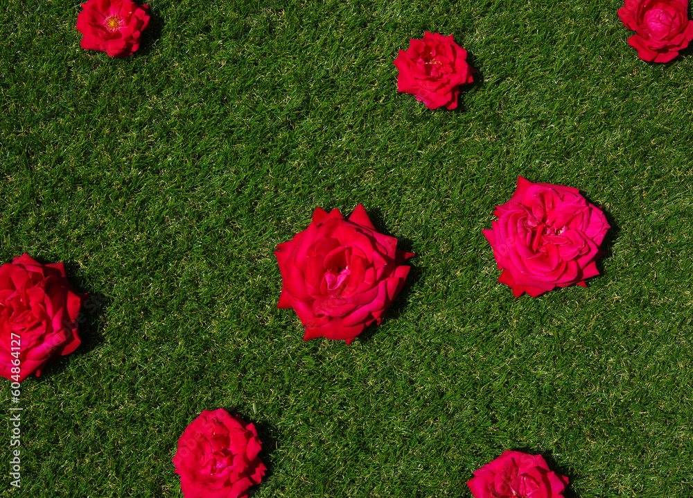 Roses flowers on green grass background.