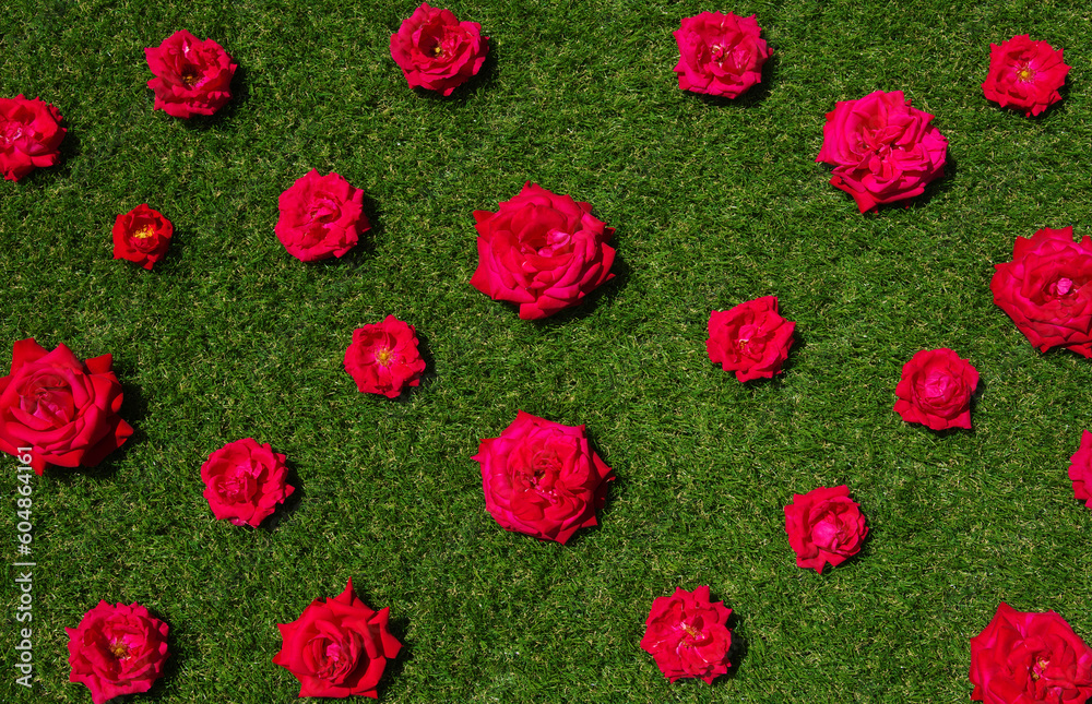 Roses flowers on green grass background.