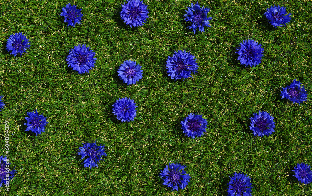 Blue flowers summer field plants on green grass