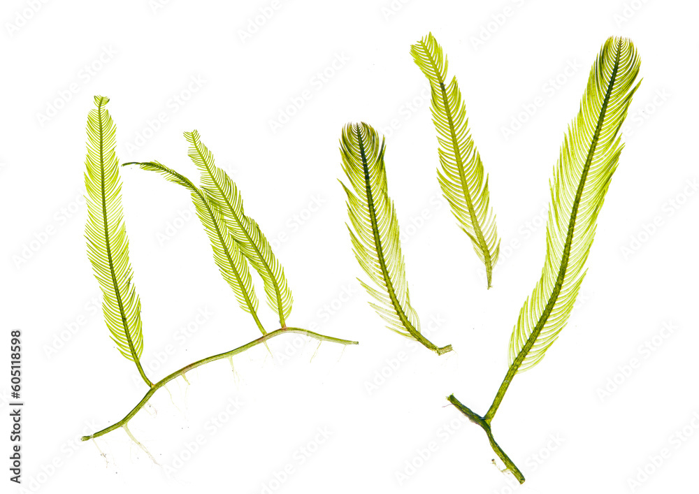 feather algea or caulerpa taxifoli seaweed isolated on white background.