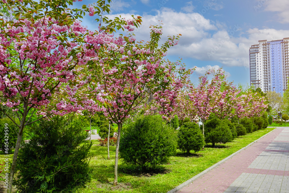 View of city street with beautiful blossoming branches