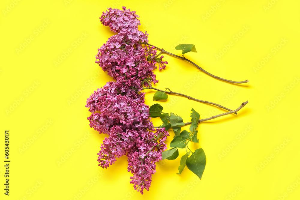 Beautiful blooming lilac flowers on yellow background