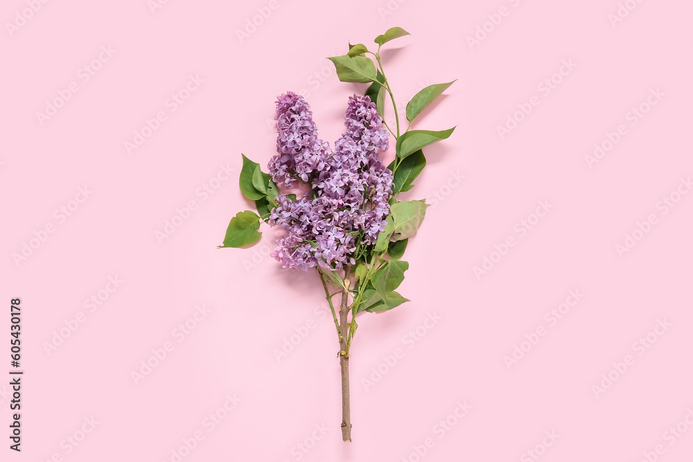 Beautiful blooming lilac branch on pink background