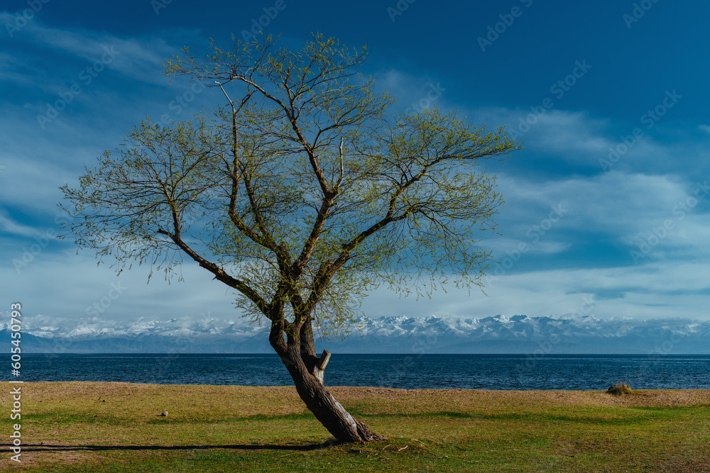 Spring landscape with tree and lake, Kyrgyzstan, Issyk-Kul lake