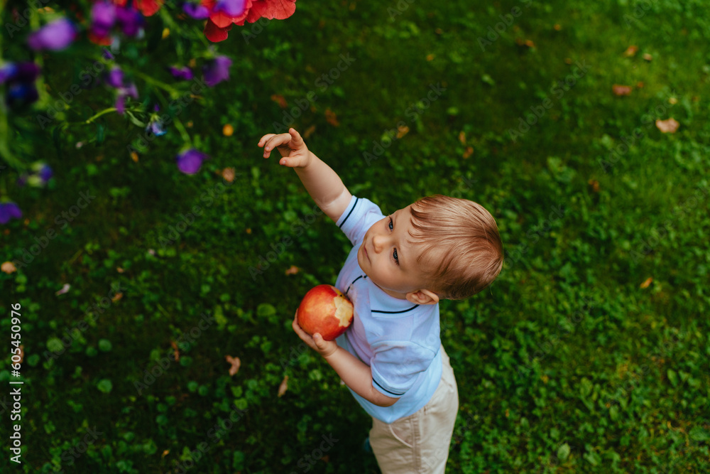 One year child eats a big red apple and reaches for flowers in the garden