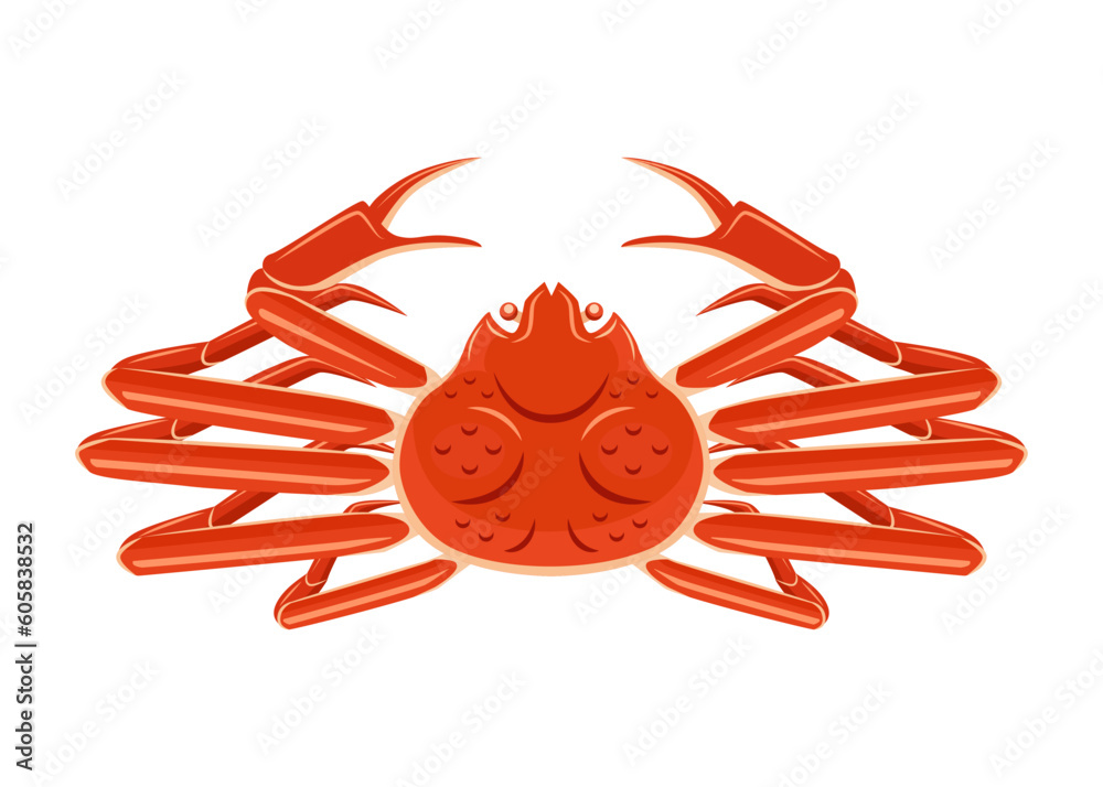 Snow crab isolated in white