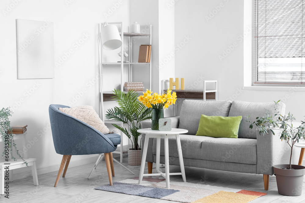 Interior of stylish living room with grey sofa, armchair and blooming narcissus flowers