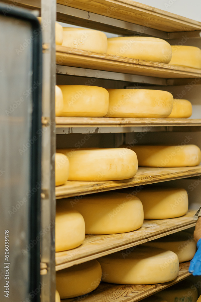 Heads of cheese on wooden shelves in cheese ripening warehouse Concept of production of delicious ch