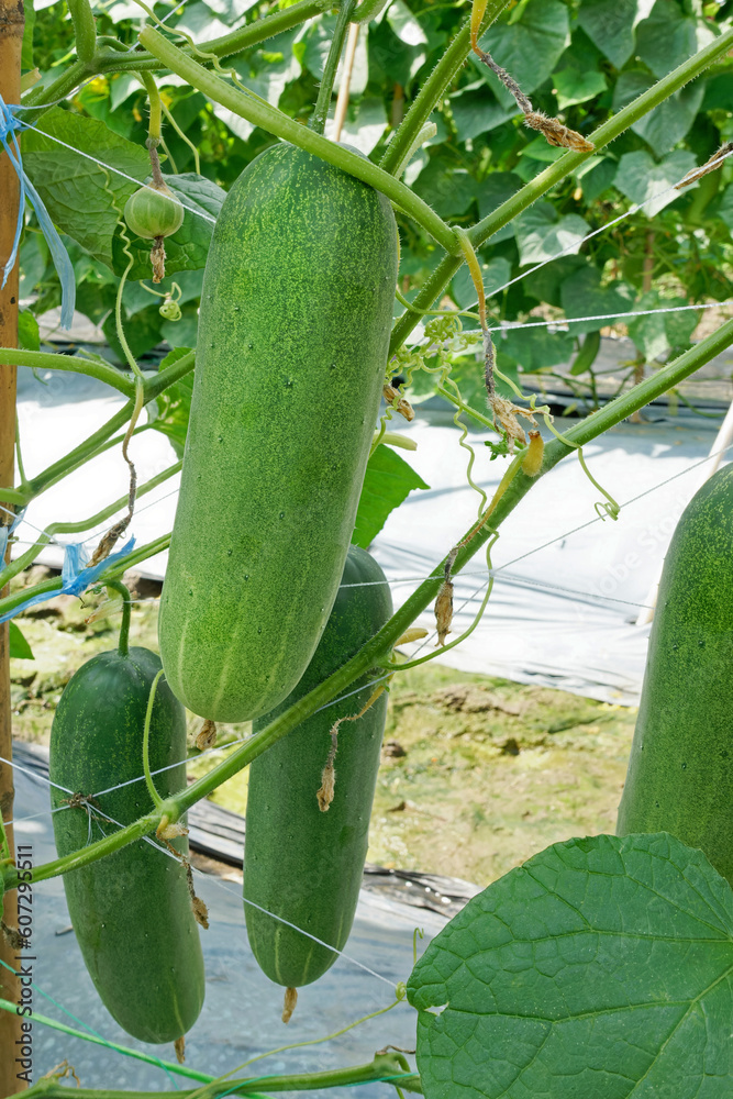 Cucumber fruit growing on the plant ready for picking.