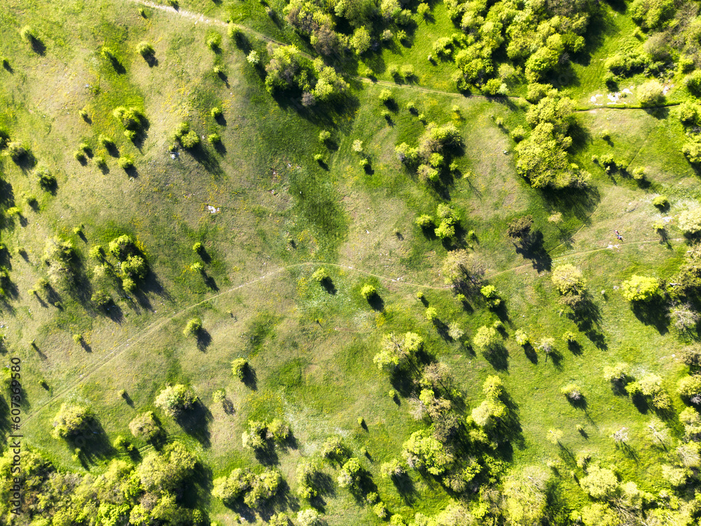 Aerial drone view. Green meadows with trees. Sunny summer day.