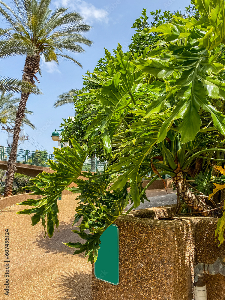 View of green palm tree on sunny day