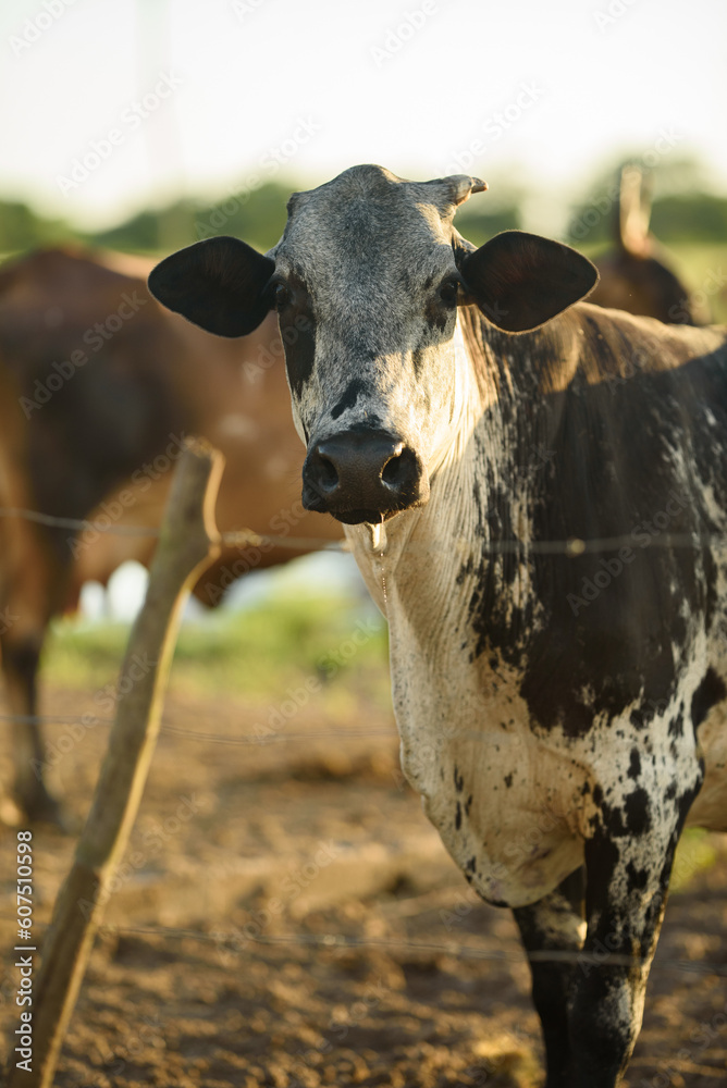 cow in a farm