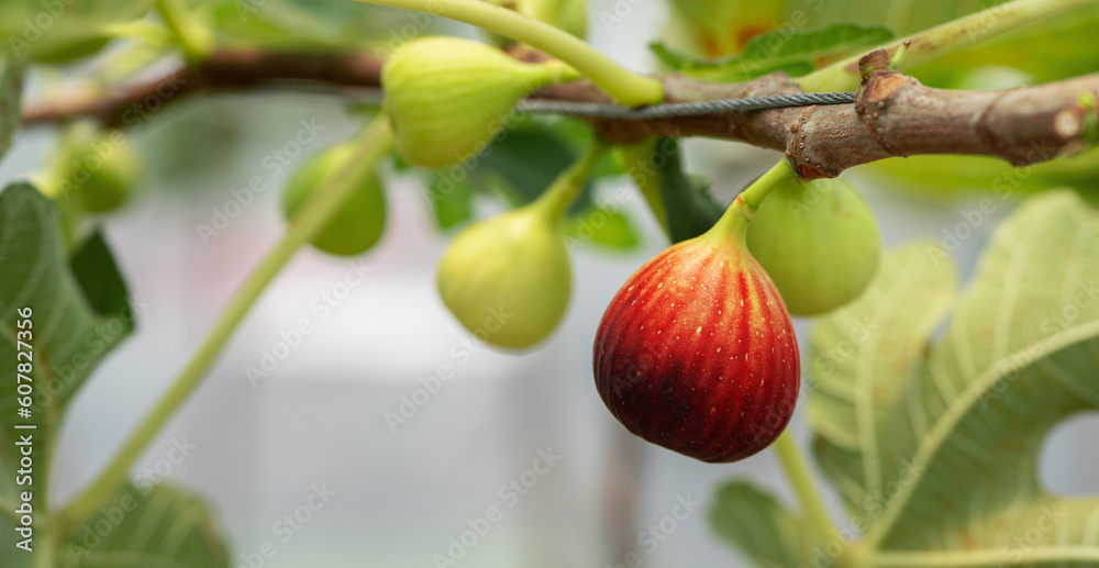 Fig Fruits with leaf on Figs tree. Beautiful sweet fresh organic figs in green house farm Healthy ve