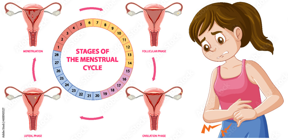 Infographic of stages of the menstrual cycle