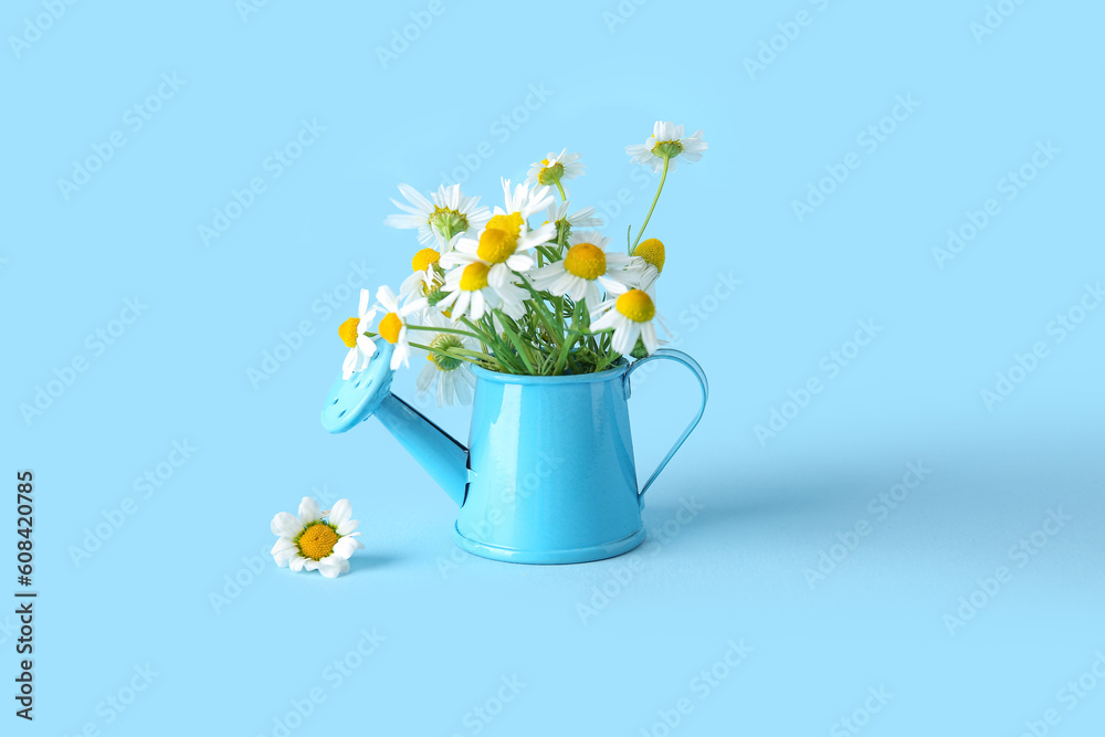 Small watering can with fresh chamomile flowers on color background