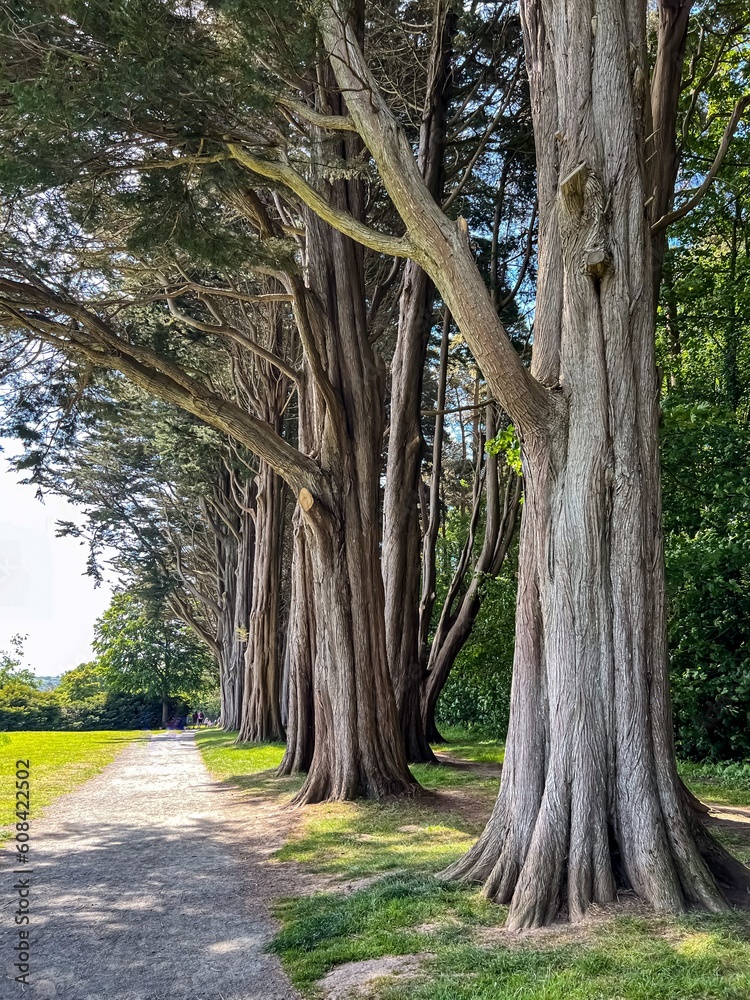 Big trees in the park