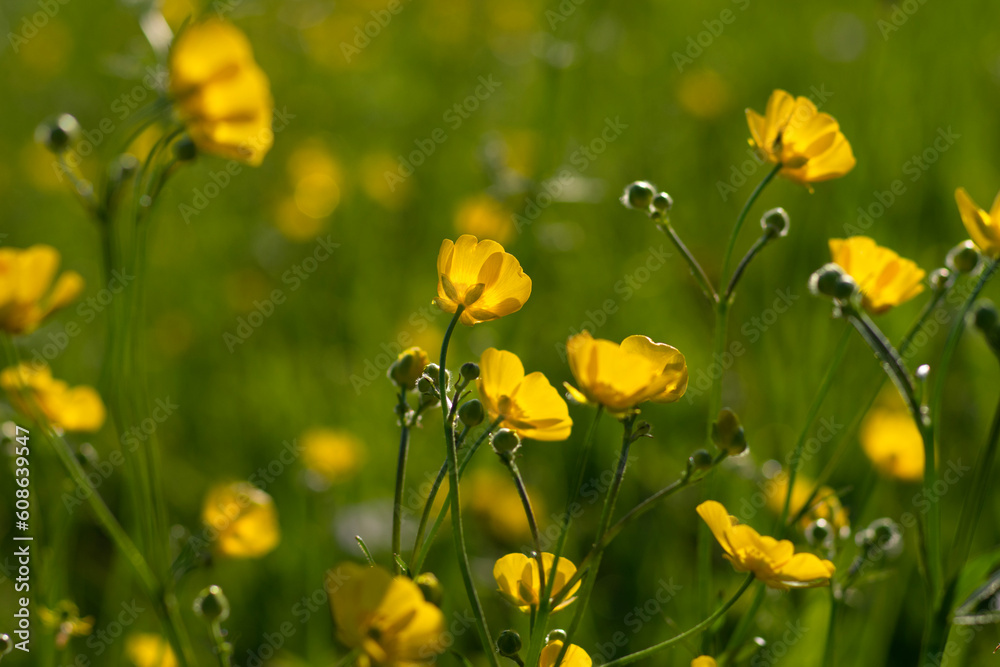 Wild yellow flower on the field