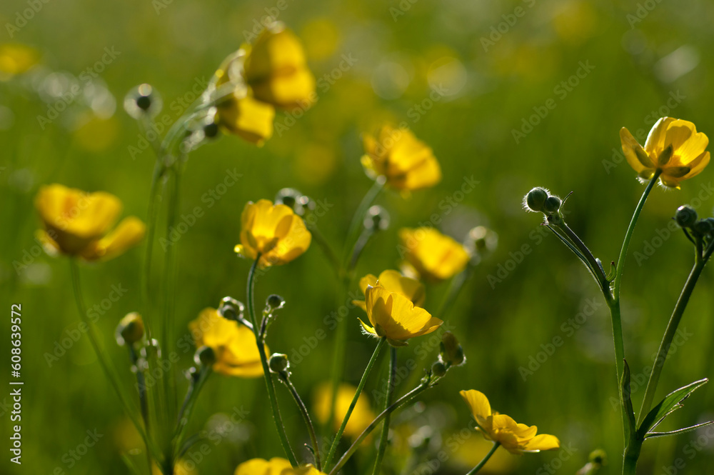 Wild yellow flower on the field