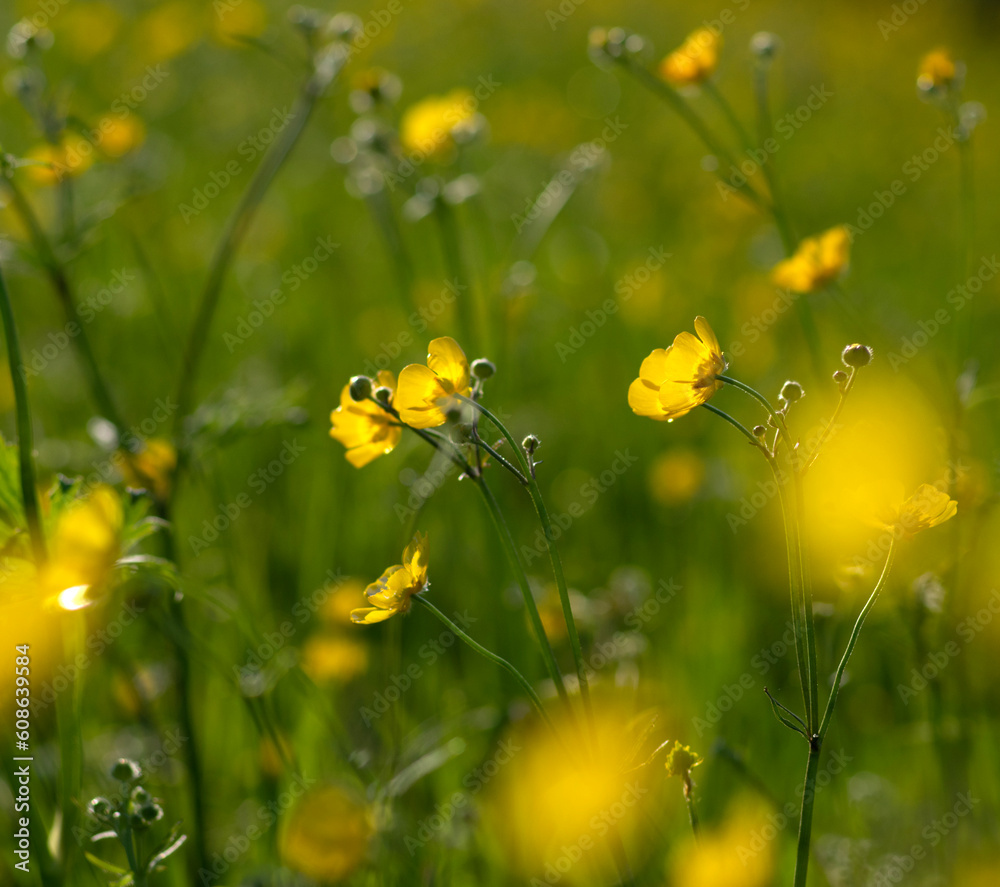 Wild yellow flower on the field