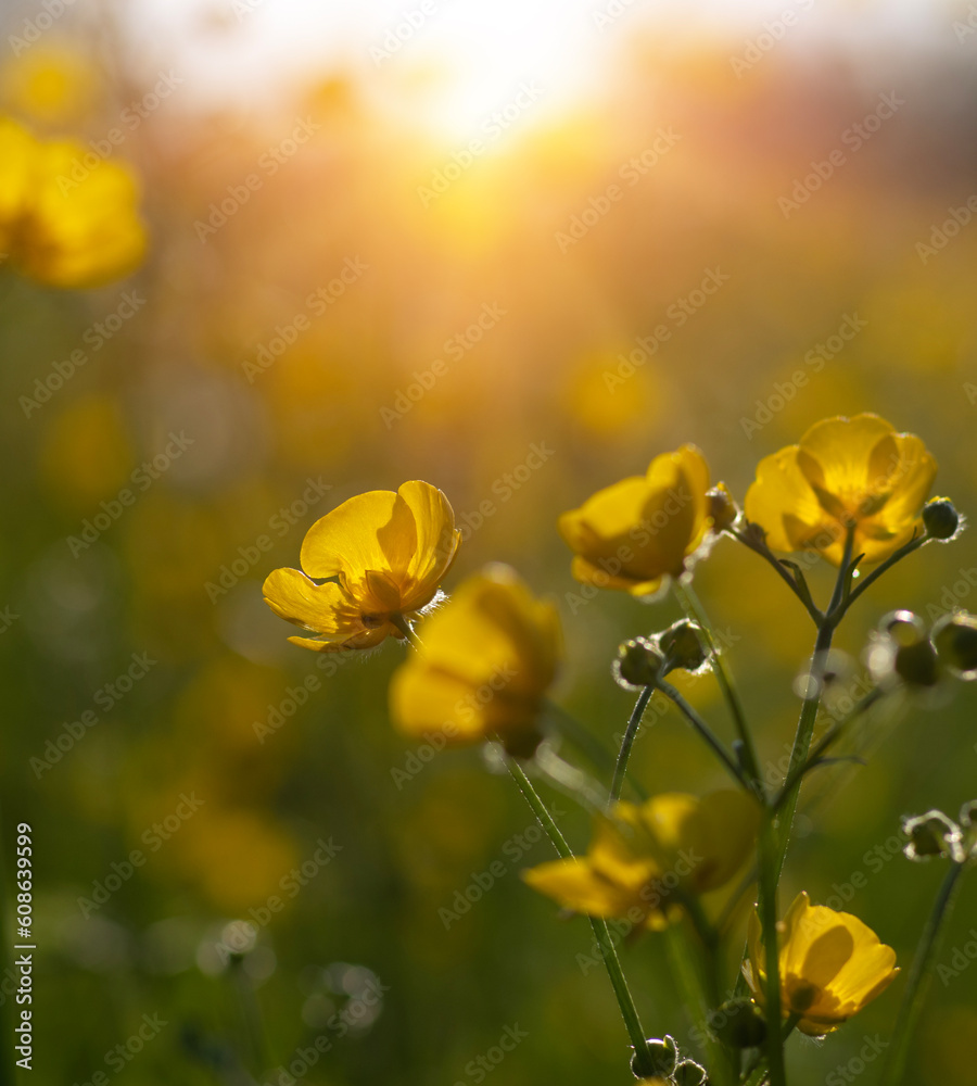 Wild yellow flower on the field