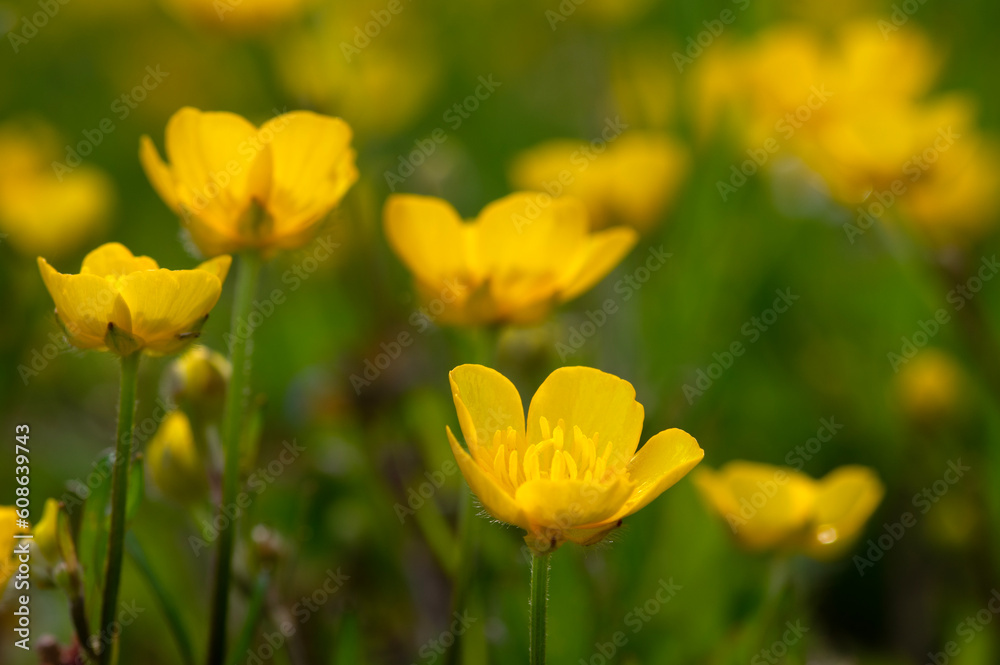 Wild yellow flower on the field