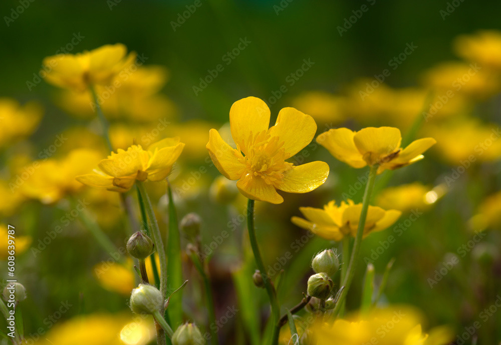 Wild yellow flower on the field