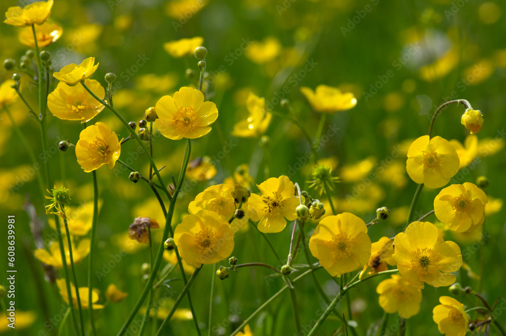 Wild yellow flower on the field