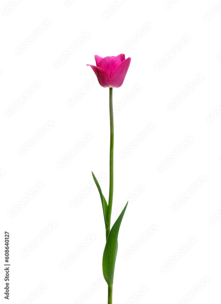 Tulip flower isolated on white