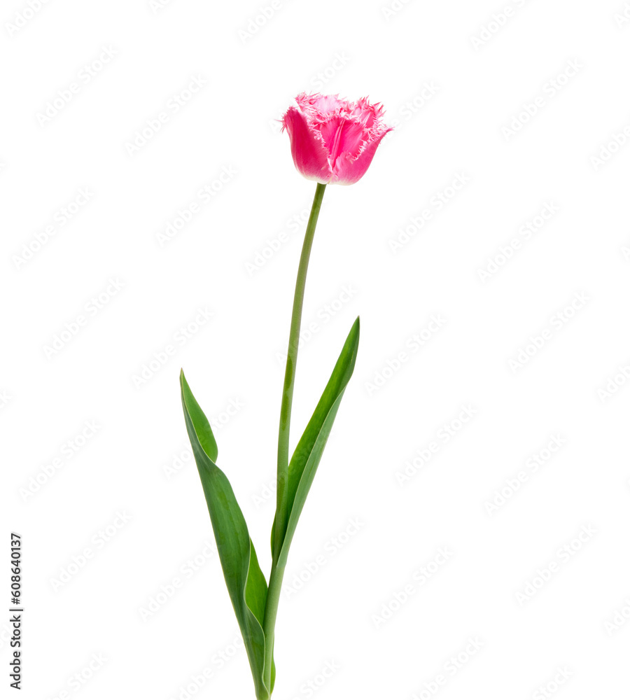 Tulip flower isolated on white