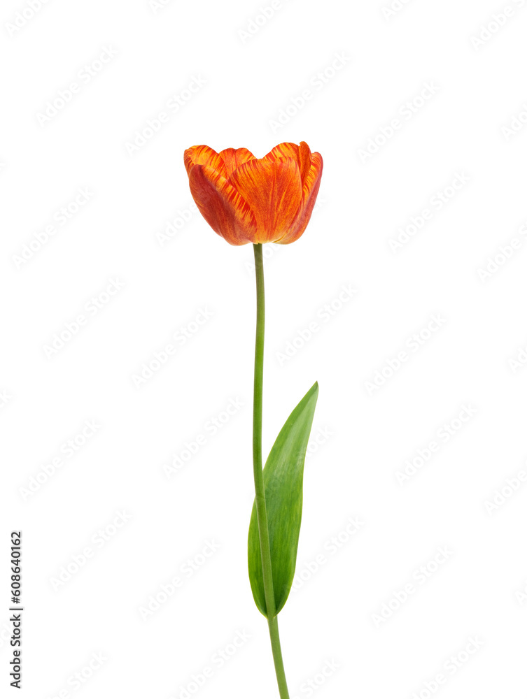 Tulip flower isolated on white