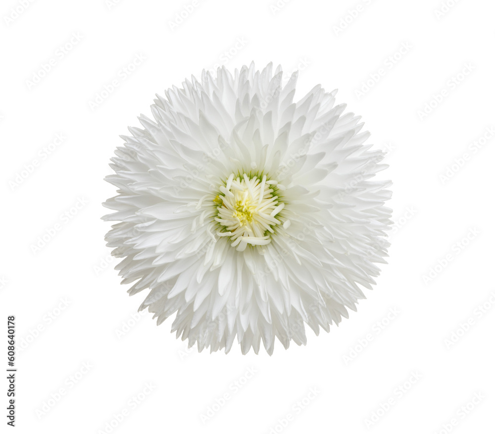 Chamomile or camomile isolated on white