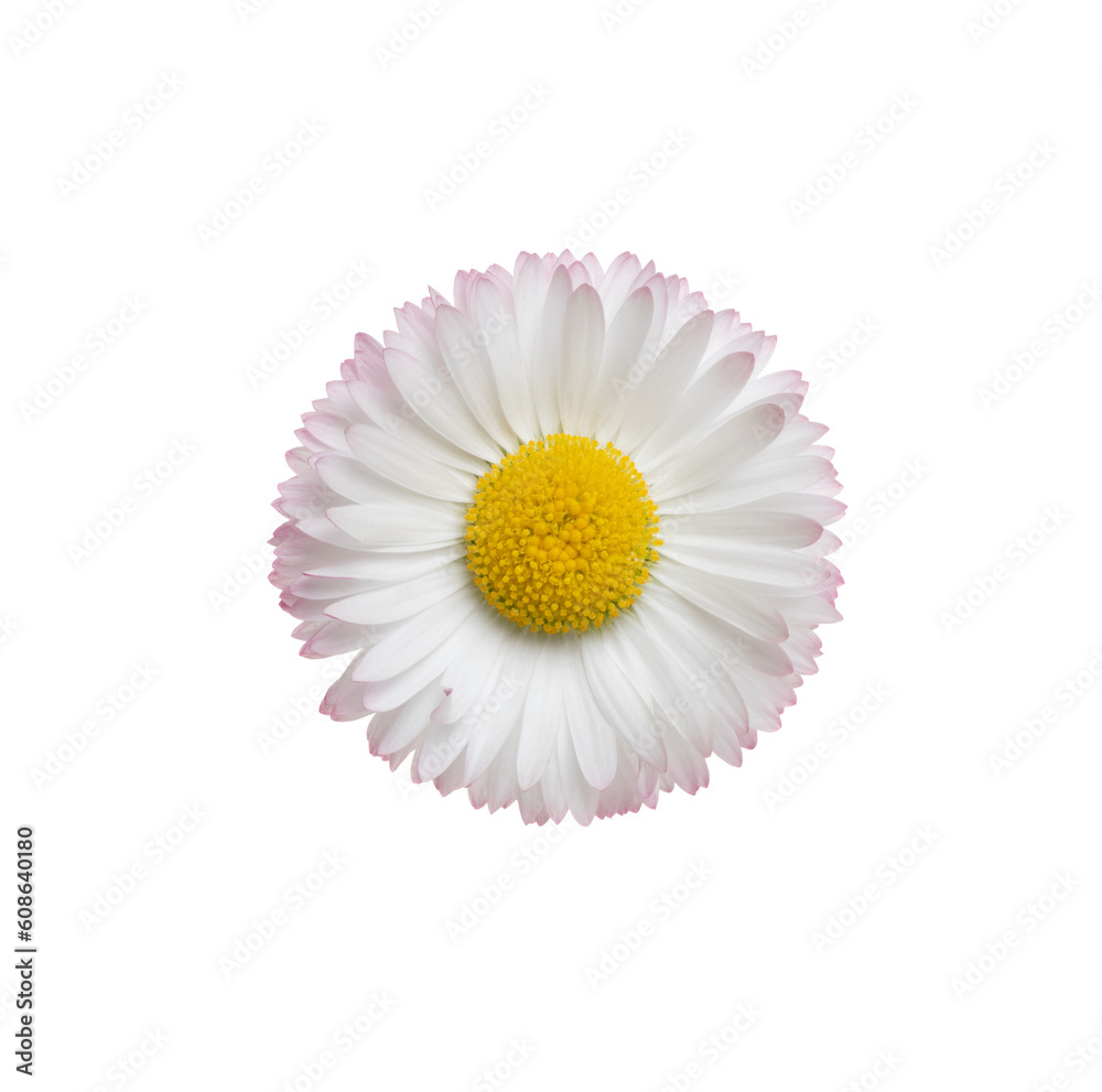 Chamomile or camomile isolated on white